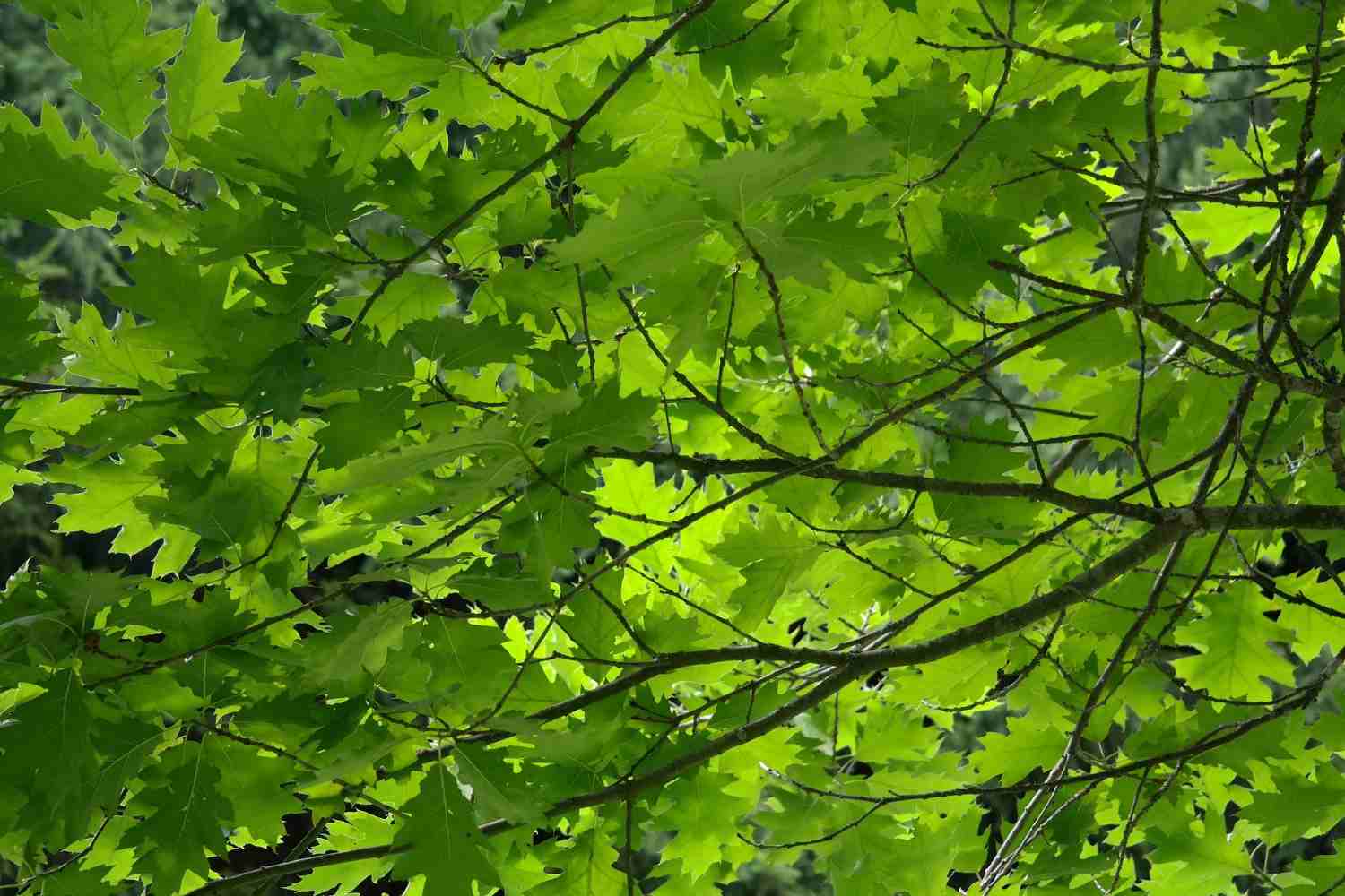 Hojas verdes brillantes enramadas
